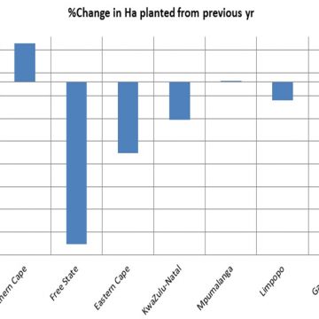 Ha planted from previous year