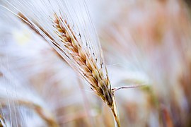 U.S. corn harvest 86% completed.