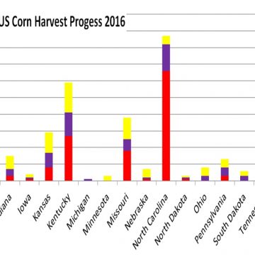 Good to Excellent rating CBOT Corn